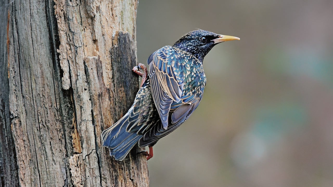 If You Love Birds, Don't Do This in Your Garden